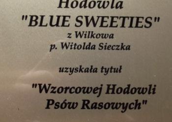 hodowla Blue Sweeties